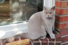 Summer-3J2Mon-2
