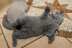 Sir-Toby-Urmel-12Wo