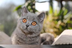 Sir-Toby-Urmel-15Wo-neues-Zuhause