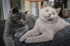 Sir-Toby-Urmel-und-Unico4-12Wo