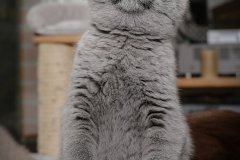 Sir-Toby-Urmel9-12Wo